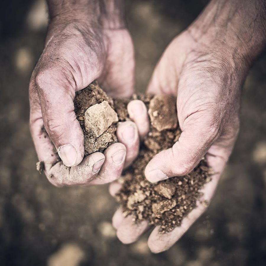Le travail de la terre dans les vignes du Domaine Mia