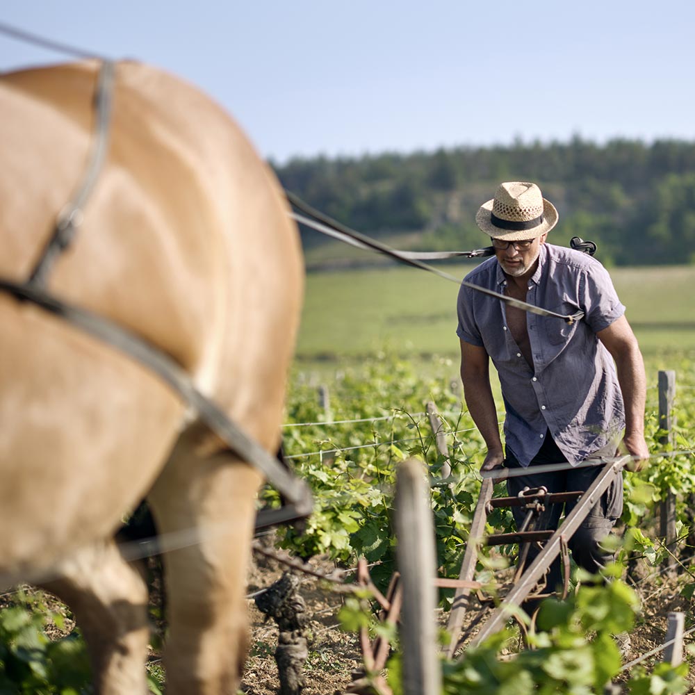 Les hommes au travail dans les vignes du Domaine Mia